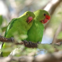Nierozłączka czarnoskrzydła - Agapornis taranta - Black-winged Lovebird