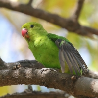 Nierozłączka czarnoskrzydła - Agapornis taranta - Black-winged Lovebird