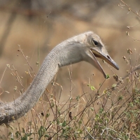 Struś szaroskóry - Sturio molybdophanes - Somali Ostrich