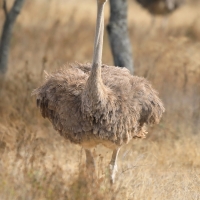 Struś szaroskóry - Sturio molybdophanes - Somali Ostrich