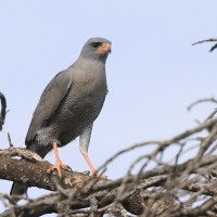 Jastrzębiak ciemny - Melierax metabates - Dark Chanting Goshawk