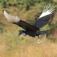 Dzioboróg abisyński - Bucorvus abyssinicus - Northern Ground Hornbill