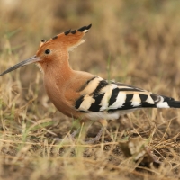 Dudek - Upupa epops - Common Hoopoe