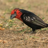 Wąsal czerwonogardły - Lybius guifsobalito - Black-billed Barbet