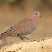 Synogarlica senegalska - Streptopelia senegalensis - Laughing Dove