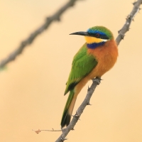 Żołna mała - Merops pusillus - Little Bee-eater