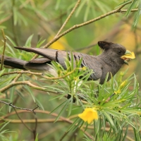 Hałaśnik białobrzuchy - Criniferoides leucogaster - White-bellied Go-away-bird