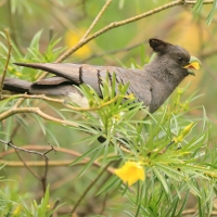 Hałaśnik białobrzuchy - Criniferoides leucogaster - White-bellied Go-away-bird