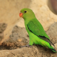 Nierozłączka czarnoskrzydła - Agapornis taranta - Black-winged Lovebird