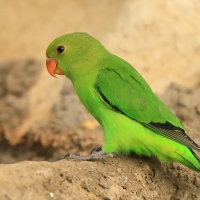 Nierozłączka czarnoskrzydła - Agapornis taranta - Black-winged Lovebird