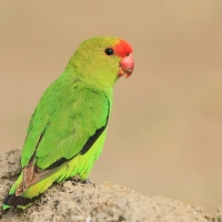 Nierozłączka czarnoskrzydła - Agapornis taranta - Black-winged Lovebird