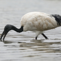 Ibis czczony - Threskiornis aethiopicus - Sacred Ibis
