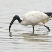 Ibis czczony - Threskiornis aethiopicus - Sacred Ibis