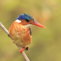 Zimorodek malachitowy - Corythornis cristatus  - African Malachite Kingfisher