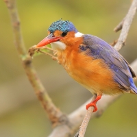 Zimorodek malachitowy - Corythornis cristatus  - African Malachite Kingfisher