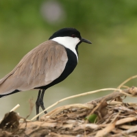 Czajka szponiasta - Vanellus spinosus - Spur-winged Lapwing