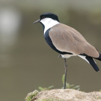 Czajka szponiasta - Vanellus spinosus - Spur-winged Lapwing