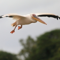 Pelikan różowy - Pelecanus onocrotalus - Great White Pelican