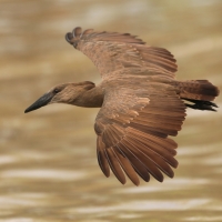 Waruga - Scopus umbretta - Hamerkop