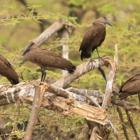 Waruga - Scopus umbretta - Hamerkop