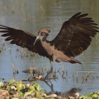 Waruga - Scopus umbretta - Hamerkop