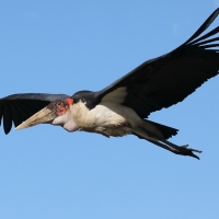 Marabut afrykański - Leptoptilos crumenifer - Marabou