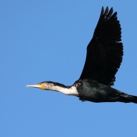 Kormoran białoszyi - Phalacrocorax lucidus - White-breasted Cormorant