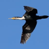 Kormoran białoszyi - Phalacrocorax lucidus - White-breasted Cormorant