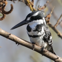 Rybaczek srokaty - Ceryle rudis - Pied Kingfisher