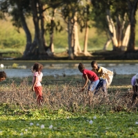 Zdobywaniem opału zajmują się prawie wyłącznie kobiety i dzieci.