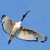 Ibis czczony - Threskiornis aethiopicus - Sacred Ibis