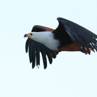 Bielik afrykański - Haliaeetus vocifer - African Fish Eagle