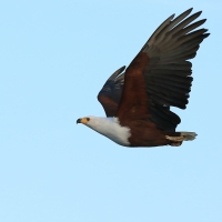 Bielik afrykański - Haliaeetus vocifer - African Fish Eagle