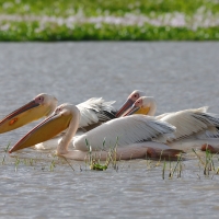 Pelikan różowy - Pelecanus onocrotalus - Great White Pelican