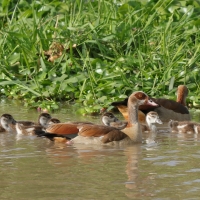 Gęsiówka egipska - Alopochen aegyptiaca - Egyptian Goose