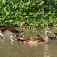 Gęsiówka egipska - Alopochen aegyptiaca - Egyptian Goose