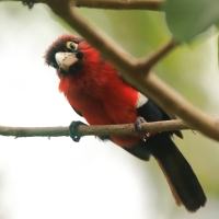 Wąsal szkarłatny - Pogonornis bidentatus - Double-toothed Barbet