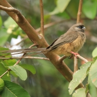 Czepiga rudawa - Colius striatus - Speckled Mousebird