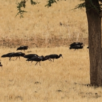 Bocian białobrzuchy - Ciconia abdimii - Abdim's Stork