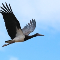 Bocian białobrzuchy - Ciconia abdimii - Abdim's Stork