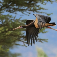 Bocian białobrzuchy - Ciconia abdimii - Abdim's Stork