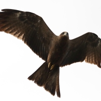 Kania czarna - Milvus migrans - Black Kite