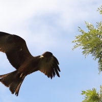 Kania egipska - Milvus migrans aegyptius - Yellow-billed Kite