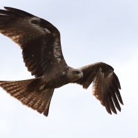 Kania czarna - Milvus migrans - Black Kite