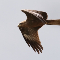 Kania czarna - Milvus migrans - Black Kite