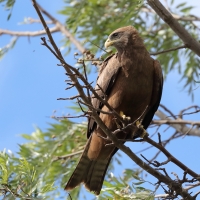 Kania egipska - Milvus migrans aegyptius - Yellow-billed Kite