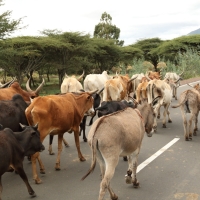 Po drogach bardzo często wędrują gospodarskie zwierzęta.