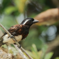 Brodacznik białouchy - Stactolaema leucotis - White-eared Barbet