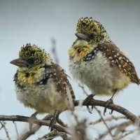 Brodal ciemnodzioby - Trachyphonus darnaudii usambiro - Usambiro Barbet