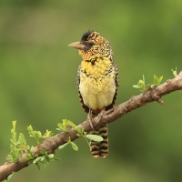 Brodal czarnogardły - Trachyphonus darnaudii  - D'Arnaud's Barbet